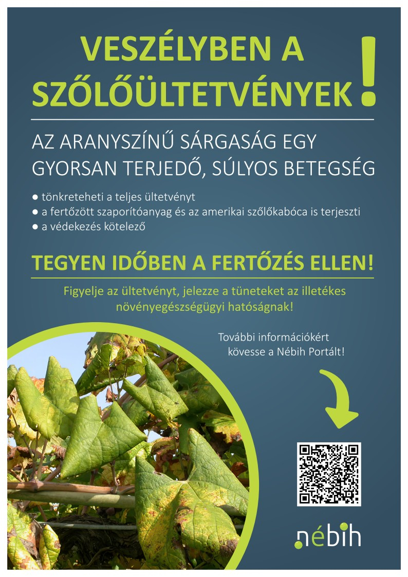 Tájékoztató a szőlő aranyszínű sárgaság betegségéről!